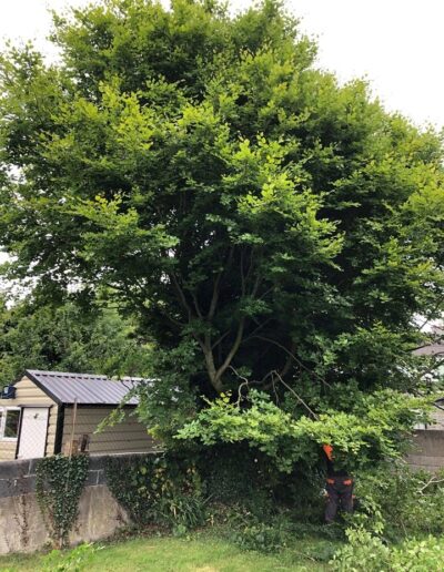 professional Tree surgeon dublin