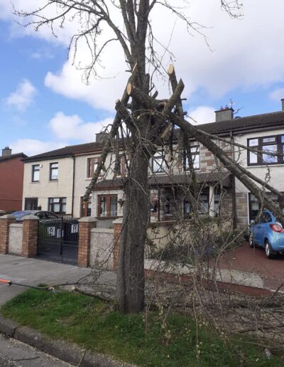 best tree surgeon in dublin