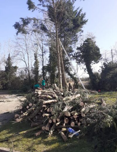 best tree surgeon in wexford