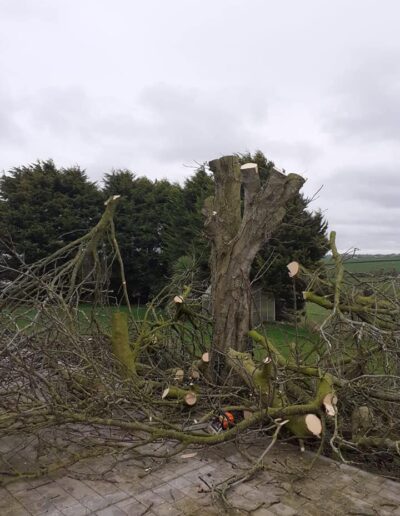 best tree surgeon in wexford