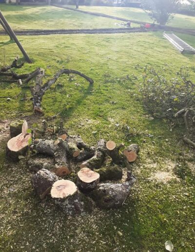 Tree Pruning and Trimming Services dublin