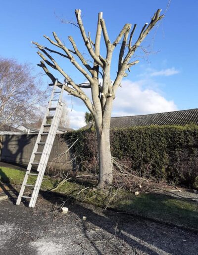 professional Tree surgeon dublin