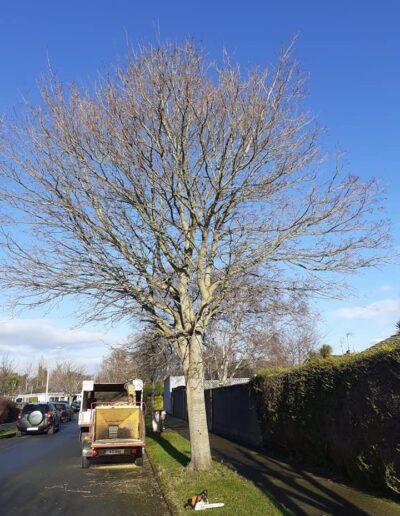 Best Tree  Surgeon Dublin