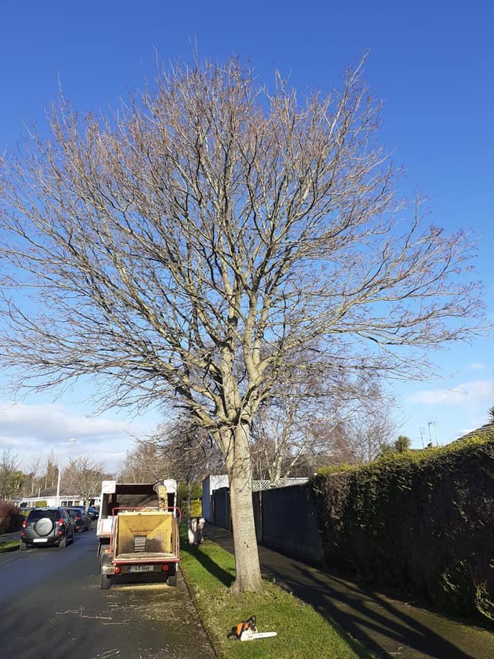 Best Tree  Surgeon Dublin