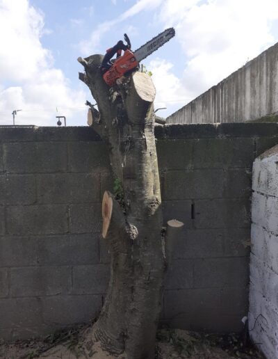 Tree Pruning and Trimming Services dublin