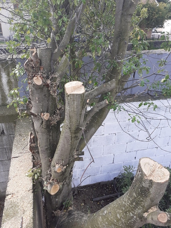 best Tree Surgeons in Dublin