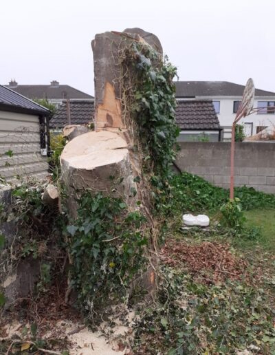 professional Tree surgeon dublin