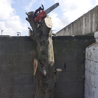 best Tree Surgeons in Dublin