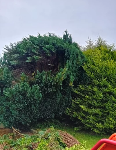 best tree surgeon ireland