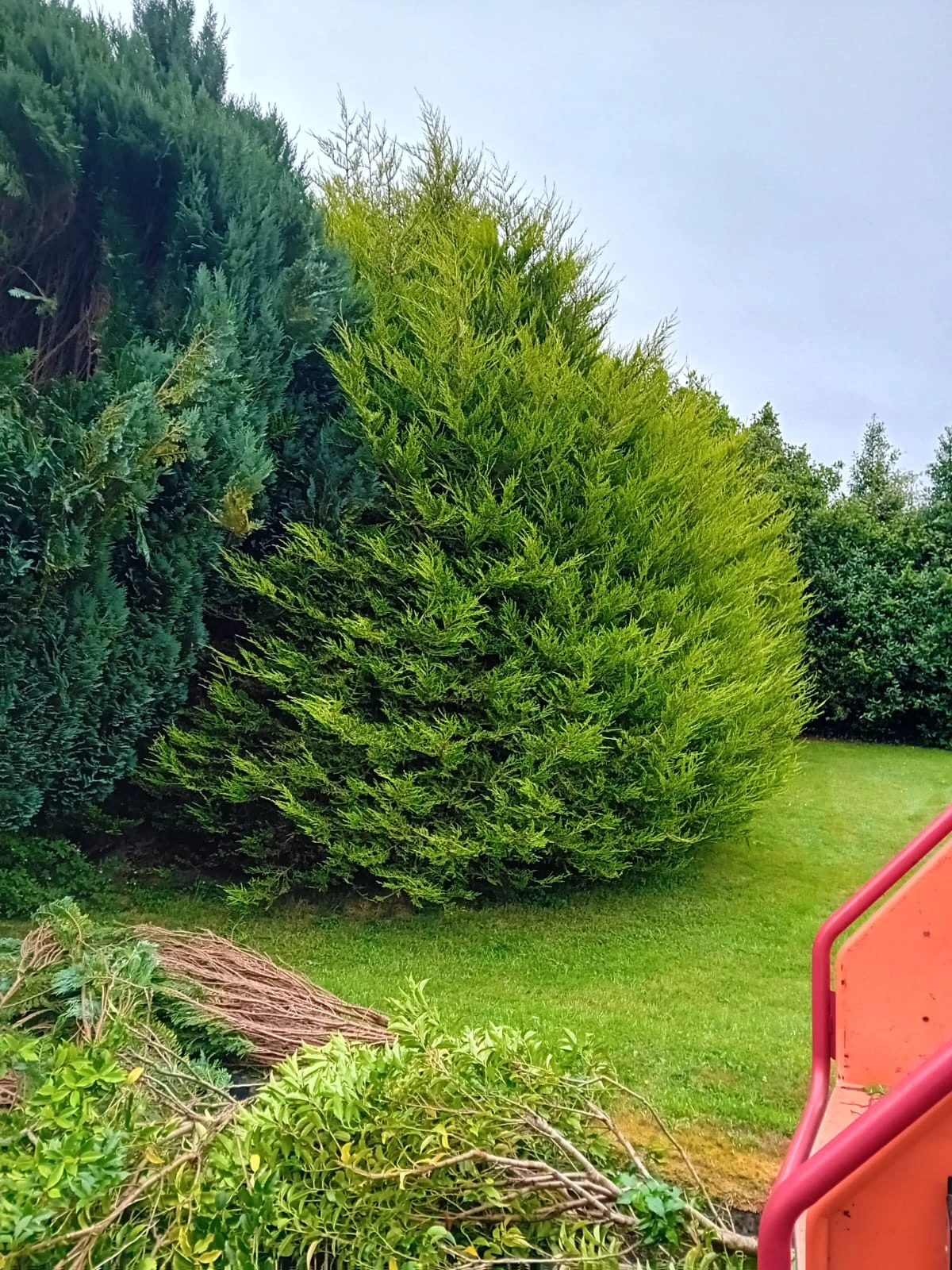 best Tree Surgeons in Dublin